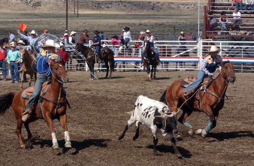 Two cowboys on horseback chase a calf in a rodeo arena, with spectators watching from the stands in the background.