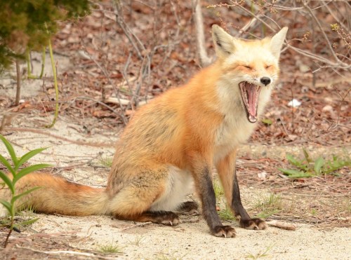A red fox sitting on the ground, yawning with its eyes closed, surrounded by sparse vegetation.