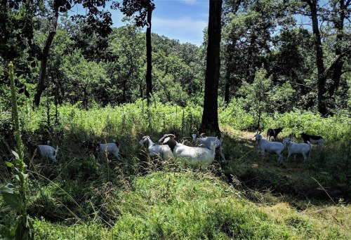 A group of goats grazing in a lush, green forested area under a clear blue sky.