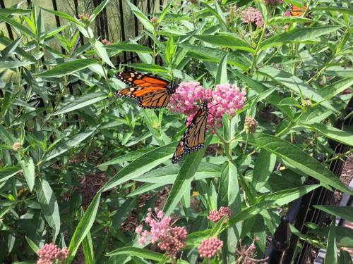 Two monarch butterflies perched on pink flowers surrounded by green leaves in a sunny garden.