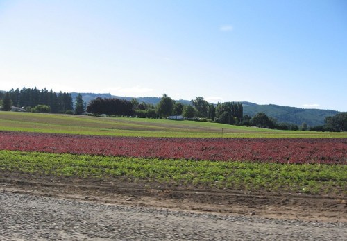 Vibrant fields of red and green crops stretch across a landscape with trees and hills under a clear blue sky.