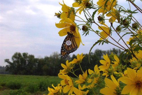 A butterfly perched on bright yellow flowers against a cloudy sky, surrounded by greenery in the background.