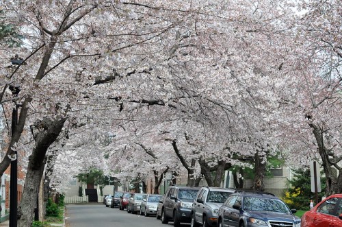 Cherry blossom trees in full bloom line a street filled with parked cars.