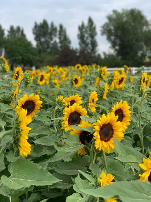 A vibrant field of sunflowers in full bloom, surrounded by green leaves and trees in the background.