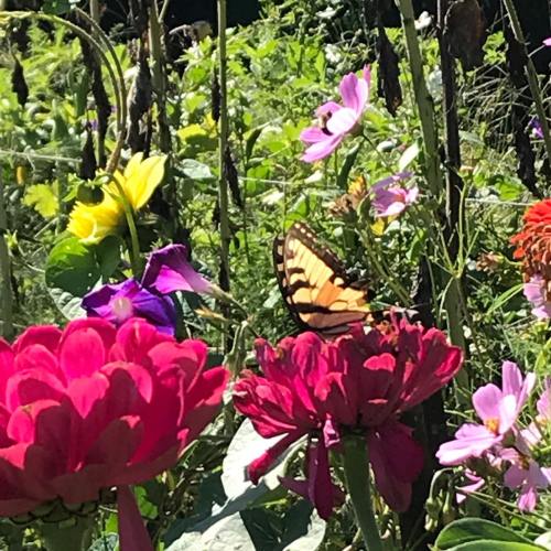A butterfly rests on vibrant pink and purple flowers in a lush garden filled with greenery.
