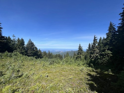 A scenic view of a lush green meadow surrounded by tall evergreen trees under a clear blue sky.