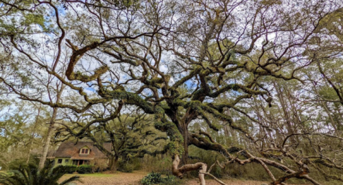 A large, moss-covered tree with sprawling branches in front of a rustic house surrounded by woods.
