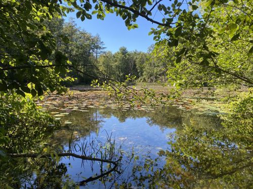 A serene pond surrounded by lush greenery and lily pads, reflecting the clear blue sky.