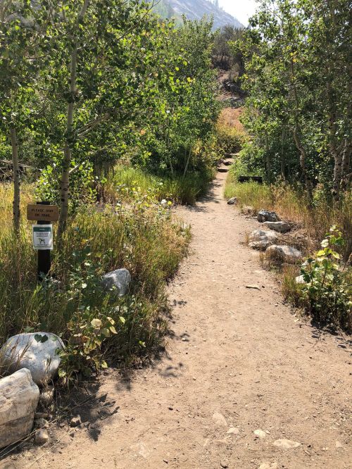 A dirt path winds through greenery and rocks, leading into a forested area with trees and shrubs.