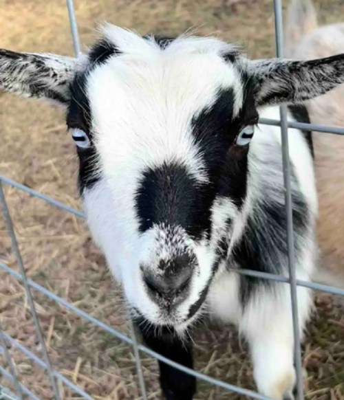 A close-up of a black and white goat with striking blue eyes, looking through a wire fence.