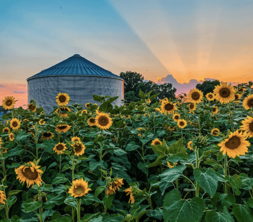 A field of sunflowers in front of a silos at sunset, with rays of light shining through the clouds.