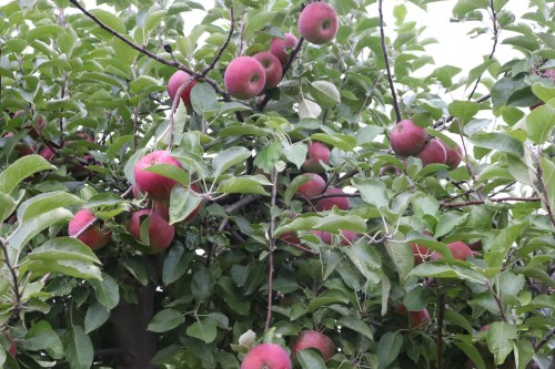 A lush apple tree with clusters of red apples among vibrant green leaves.
