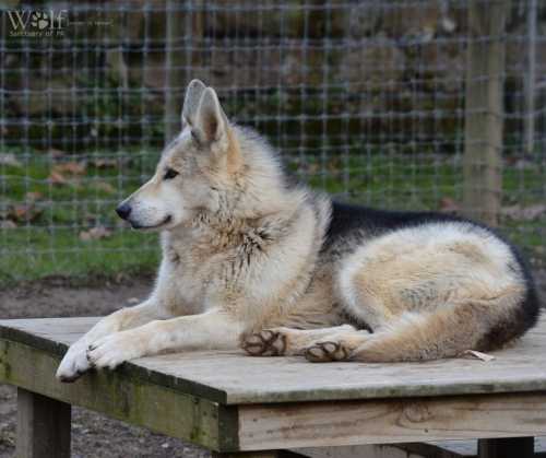 A wolf resting on a wooden platform, looking to the side in a natural setting.