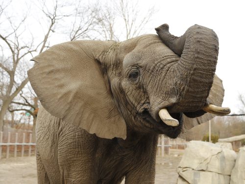 A close-up of an elephant with large ears and tusks, standing in a natural setting with trees in the background.