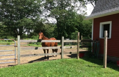 A brown horse stands by a wooden fence near a red barn, surrounded by green grass and trees.