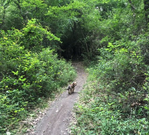A small dog stands on a dirt path surrounded by lush green foliage in a forested area.