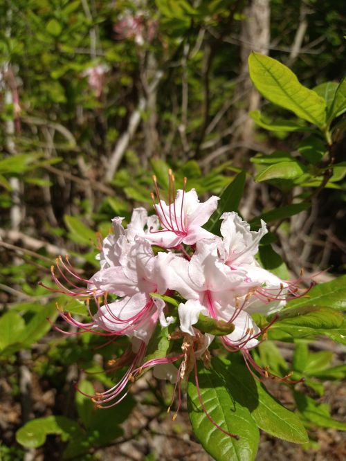 A cluster of delicate pink flowers with long stamens, surrounded by green leaves in a natural setting.