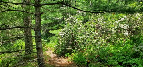 A lush forest path surrounded by green foliage and blooming white flowers under dappled sunlight.