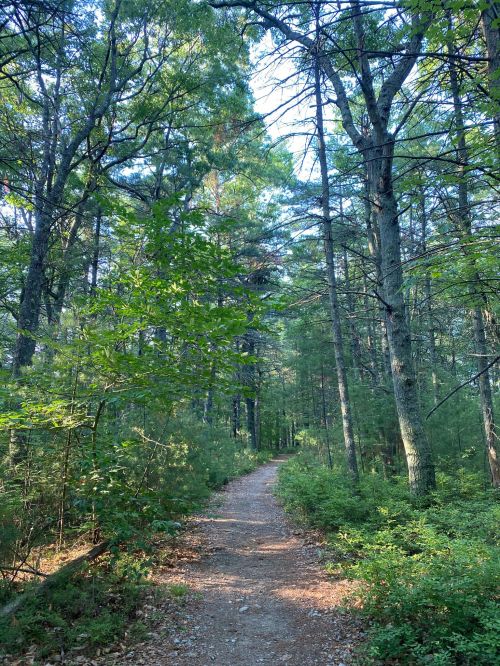A serene forest path winding through tall trees and lush greenery under a clear blue sky.