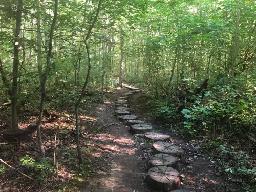 A forest path made of wooden logs leads through lush greenery and trees. Sunlight filters through the leaves.
