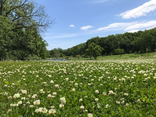 A lush green field covered in white clover flowers, with trees and a blue sky in the background.