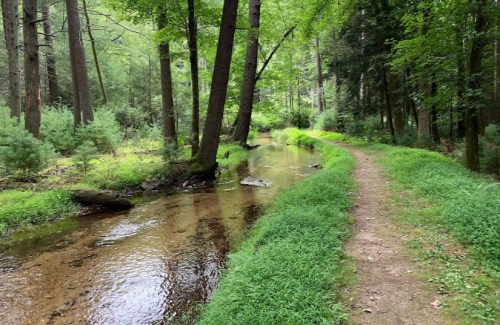 A serene forest scene with a winding path beside a clear stream, surrounded by lush greenery and tall trees.