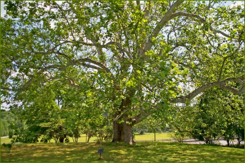 A large, leafy tree with a broad canopy stands in a grassy area, surrounded by smaller trees and a clear sky.