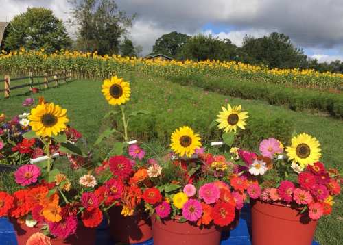 Colorful flower pots with sunflowers and zinnias in the foreground, set against a field of sunflowers under a cloudy sky.