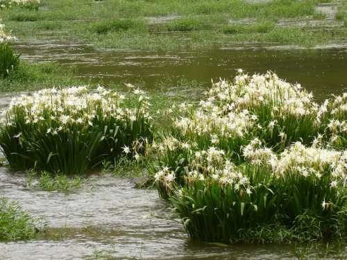 White flowers bloom in clusters above a flooded grassy area, surrounded by water and lush greenery.