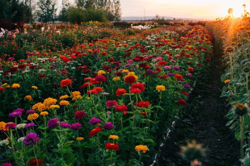 A vibrant field of colorful flowers in bloom at sunset, with rows of red, pink, yellow, and purple blossoms.