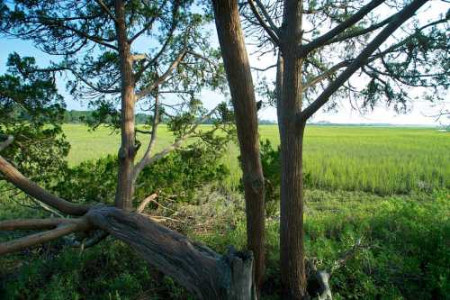 Two trees frame a lush green marshland under a clear blue sky, with tall grasses swaying in the breeze.