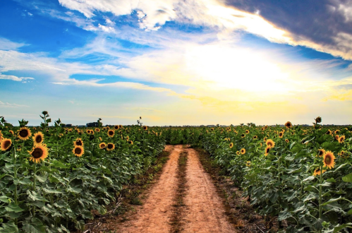 A dirt path winds through a vibrant sunflower field under a bright blue sky with scattered clouds at sunset.