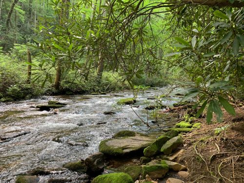 A serene stream flows through a lush green forest, surrounded by rocks and vibrant foliage.