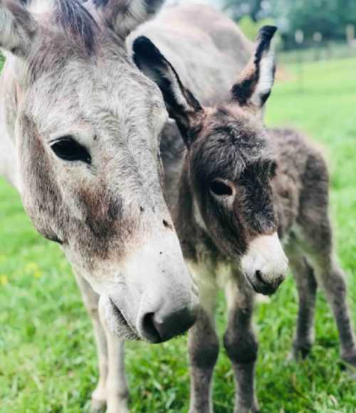 A gray donkey and a small foal stand together in a grassy field, showcasing their gentle expressions.