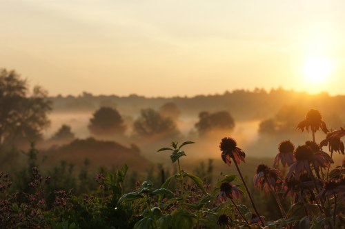A serene sunrise over a misty landscape, with silhouetted flowers in the foreground and soft light illuminating the scene.