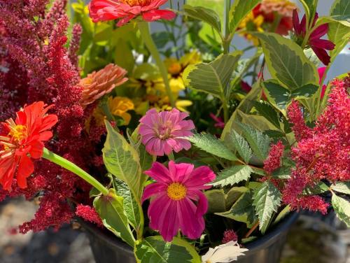 A vibrant arrangement of colorful flowers, including pink, red, and yellow blooms, surrounded by lush green leaves.