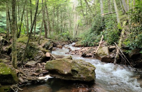 A serene forest scene featuring a flowing stream surrounded by lush greenery and large rocks.
