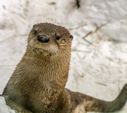 A close-up of a wet otter with a curious expression, set against a snowy background.