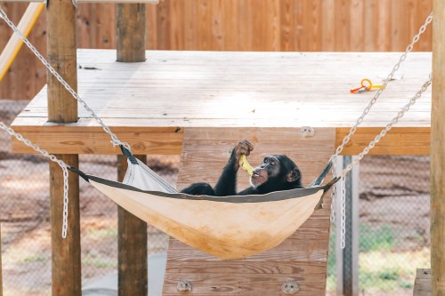 A chimpanzee relaxes in a hammock, holding a piece of fruit, in a wooden play area.