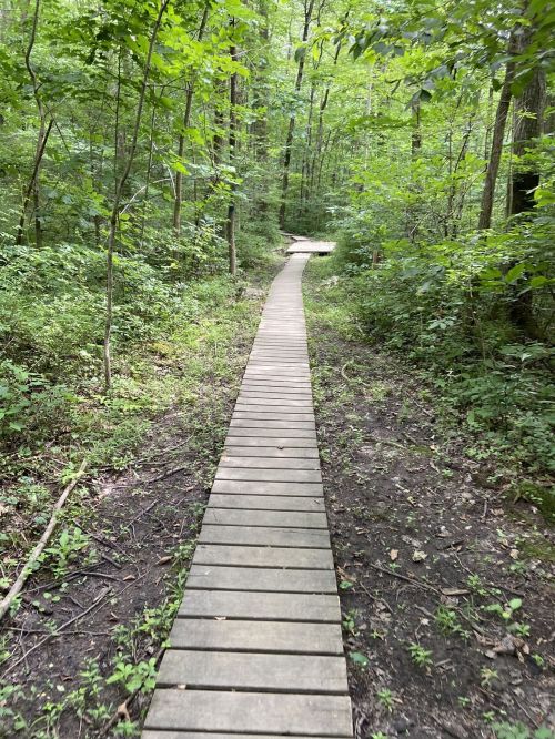 A wooden boardwalk winding through a lush green forest path surrounded by trees and underbrush.