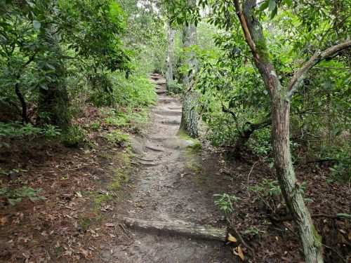 A winding dirt path through a lush, green forest with trees and foliage on either side.