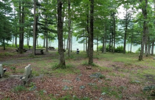 A serene forest scene with trees, picnic tables, and a view of a lake in the background.