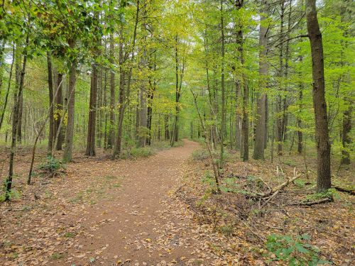 A winding dirt path through a lush green forest with tall trees and scattered autumn leaves.