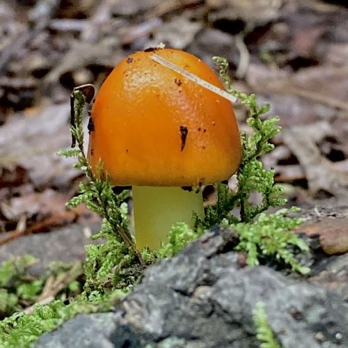 A small orange mushroom with a smooth cap, growing amidst green moss and forest debris.
