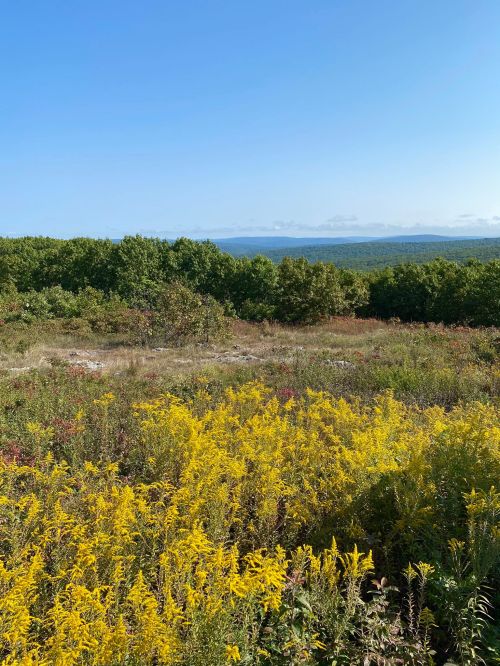 A vibrant field of yellow flowers in the foreground, with green trees and a blue sky in the background.