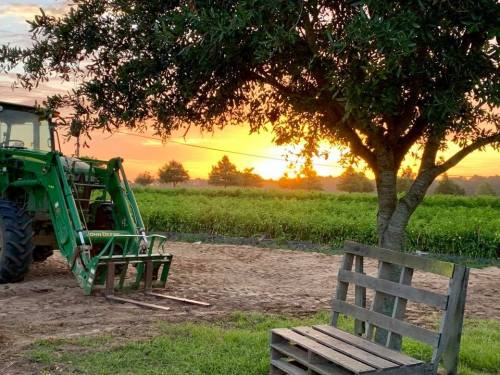 A green tractor parked near a tree, with a sunset illuminating a field in the background. A wooden bench is in the foreground.