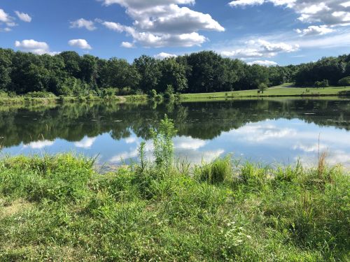 A serene pond surrounded by lush greenery and trees, reflecting clouds in the clear blue sky.