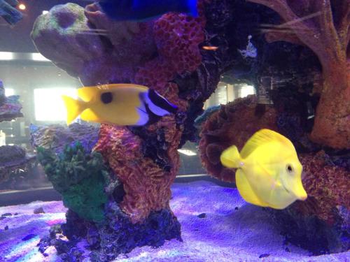 Two colorful fish swim among vibrant coral in a well-lit aquarium.