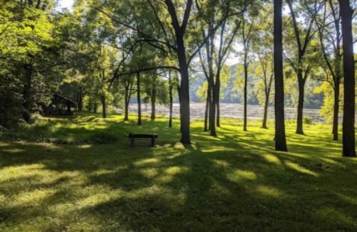 A serene park scene with tall trees, a grassy area, and a bench overlooking a calm river in the background.