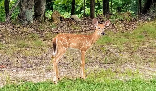 A young spotted deer stands in a grassy area surrounded by trees and foliage.